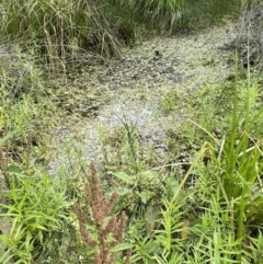 Ranunculus amphitrichus at Cotter River, ACT - 3 Feb 2022