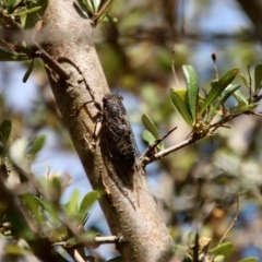 Atrapsalta sp. (genus) (Unidentified bark squeaker) at QPRC LGA - 3 Feb 2022 by LisaH