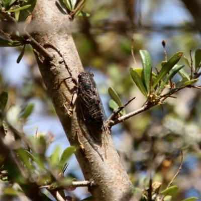 Atrapsalta sp. (genus) (Unidentified bark squeaker) at Mongarlowe, NSW - 3 Feb 2022 by LisaH