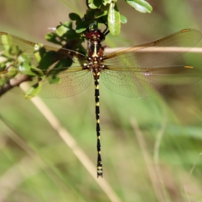 Synthemis eustalacta (Swamp Tigertail) at QPRC LGA - 3 Feb 2022 by LisaH