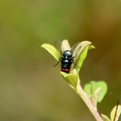 Unidentified Blow fly (Calliphoridae) at Mongarlowe, NSW - 3 Feb 2022 by LisaH