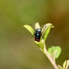 Chrysomya sp. (genus) by LisaH