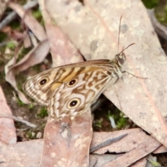 Geitoneura acantha (Ringed Xenica) at Mongarlowe River - 3 Feb 2022 by LisaH