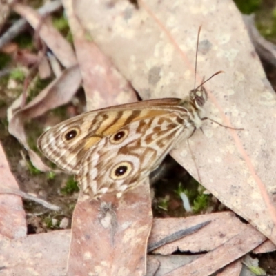 Geitoneura acantha (Ringed Xenica) at Mongarlowe, NSW - 3 Feb 2022 by LisaH