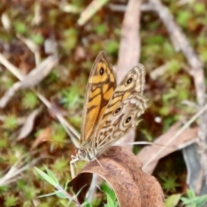 Geitoneura acantha at Mongarlowe, NSW - 3 Feb 2022