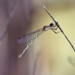 Austrolestes leda (Wandering Ringtail) at Mongarlowe River - 3 Feb 2022 by LisaH