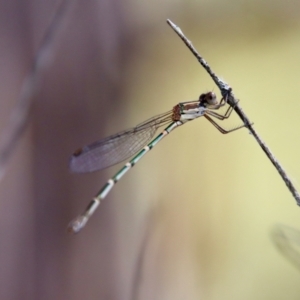 Austrolestes leda at Mongarlowe, NSW - 3 Feb 2022