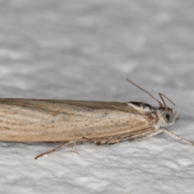 Culladia cuneiferellus (Crambinae moth) at Melba, ACT - 24 Nov 2021 by kasiaaus