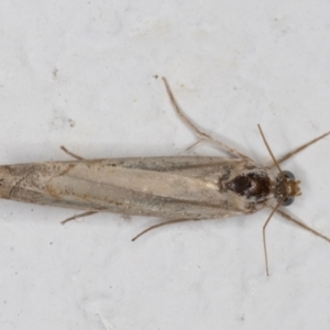 Culladia cuneiferellus at Melba, ACT - 24 Nov 2021