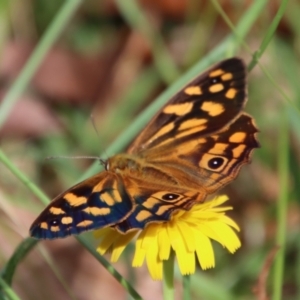 Heteronympha paradelpha at Mongarlowe, NSW - 3 Feb 2022