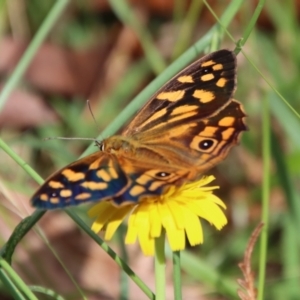 Heteronympha paradelpha at Mongarlowe, NSW - 3 Feb 2022