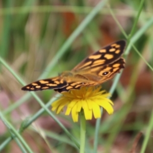 Heteronympha paradelpha at Mongarlowe, NSW - 3 Feb 2022