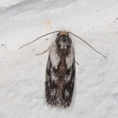 Phylomictis maligna (A Stenomatinae moth) at Melba, ACT - 24 Nov 2021 by kasiaaus