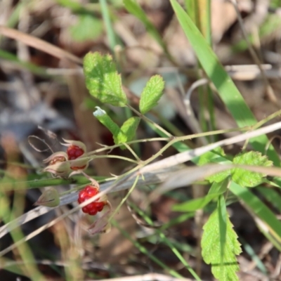 Rubus parvifolius (Native Raspberry) at QPRC LGA - 3 Feb 2022 by LisaH