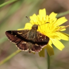 Dispar compacta (Barred Skipper) at QPRC LGA - 3 Feb 2022 by LisaH