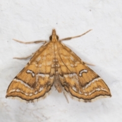 Musotima ochropteralis (A Crambid moth) at Melba, ACT - 24 Nov 2021 by kasiaaus