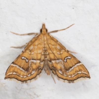 Musotima ochropteralis (A Crambid moth) at Melba, ACT - 24 Nov 2021 by kasiaaus