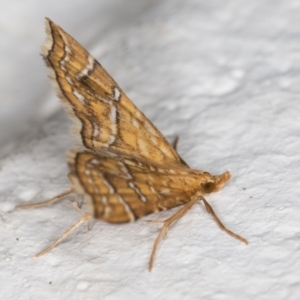 Musotima ochropteralis at Melba, ACT - 24 Nov 2021 10:30 PM