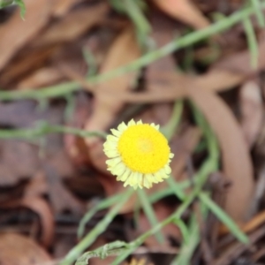 Coronidium gunnianum at Mongarlowe, NSW - suppressed