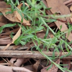 Coronidium gunnianum at Mongarlowe, NSW - 3 Feb 2022