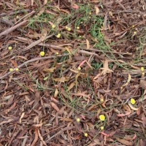 Coronidium gunnianum at Mongarlowe, NSW - suppressed