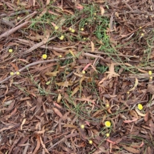 Coronidium gunnianum at Mongarlowe, NSW - 3 Feb 2022