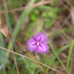 Thysanotus (Genus) (Fringe Lily) at Mongarlowe, NSW - 3 Feb 2022 by LisaH