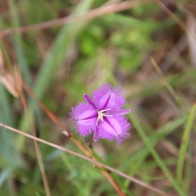 Thysanotus (Genus) (Fringe Lily) at Mongarlowe, NSW - 3 Feb 2022 by LisaH