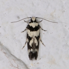 Macrobathra (genus) (A Cosmet moth (Cosmopteriginae) at Melba, ACT - 24 Nov 2021 by kasiaaus