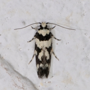 Macrobathra (genus) at Melba, ACT - 24 Nov 2021