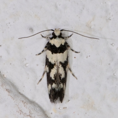 Macrobathra (genus) (A Cosmet moth (Cosmopteriginae) at Melba, ACT - 24 Nov 2021 by kasiaaus