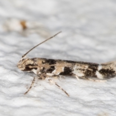 Limnaecia leptomeris at Melba, ACT - 24 Nov 2021 10:45 PM