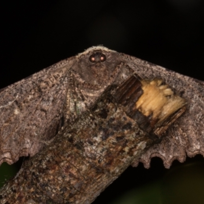 Pholodes sinistraria (Sinister or Frilled Bark Moth) at Melba, ACT - 25 Nov 2021 by kasiaaus