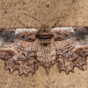 Pholodes sinistraria at Melba, ACT - 25 Nov 2021 09:44 PM