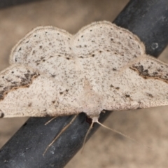 Taxeotis intextata (Looper Moth, Grey Taxeotis) at Melba, ACT - 27 Nov 2021 by kasiaaus