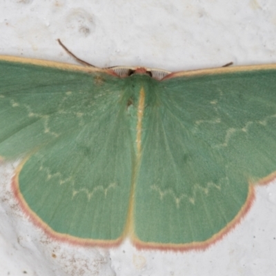 Chlorocoma dichloraria (Guenee's or Double-fringed Emerald) at Melba, ACT - 25 Nov 2021 by kasiaaus