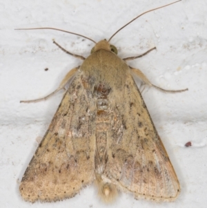 Helicoverpa (genus) at Melba, ACT - 25 Nov 2021