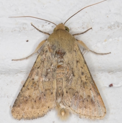 Helicoverpa (genus) (A bollworm) at Melba, ACT - 25 Nov 2021 by kasiaaus