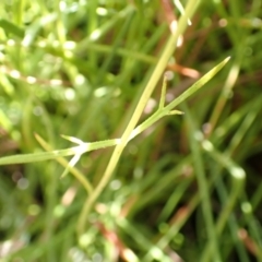 Haloragis heterophylla (Variable Raspwort) at Cook, ACT - 3 Feb 2022 by drakes