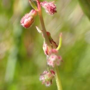 Haloragis heterophylla at Cook, ACT - 3 Feb 2022 08:19 AM