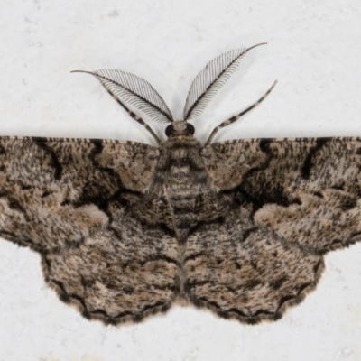 Unplaced externaria (Mahogany Bark Moth (formerly Hypomecis externaria)) at Melba, ACT - 25 Nov 2021 by kasiaaus