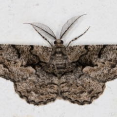 Unplaced externaria (Mahogany Bark Moth (formerly Hypomecis externaria)) at Melba, ACT - 25 Nov 2021 by kasiaaus