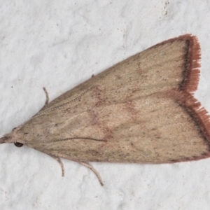 Callionyma sarcodes at Melba, ACT - 25 Nov 2021 12:39 AM