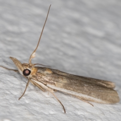 Etiella behrii (Lucerne Seed Web Moth) at Melba, ACT - 25 Nov 2021 by kasiaaus