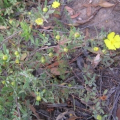 Hibbertia obtusifolia (Grey Guinea-flower) at Block 402 - 2 Feb 2022 by MatthewFrawley