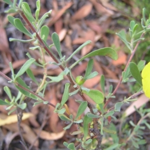 Hibbertia obtusifolia at Stromlo, ACT - 3 Feb 2022 09:15 AM