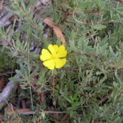 Hibbertia obtusifolia at Stromlo, ACT - 3 Feb 2022