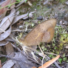 Heteronympha merope (Common Brown Butterfly) at Block 402 - 2 Feb 2022 by MatthewFrawley