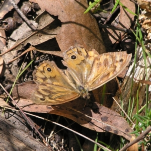 Heteronympha merope at Stromlo, ACT - 3 Feb 2022 09:38 AM