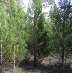 Callitris endlicheri (Black Cypress Pine) at Piney Ridge - 2 Feb 2022 by MatthewFrawley